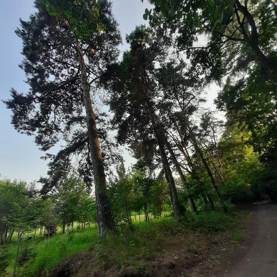 Roztocze 3 Kroki Od Sosny * Zamość